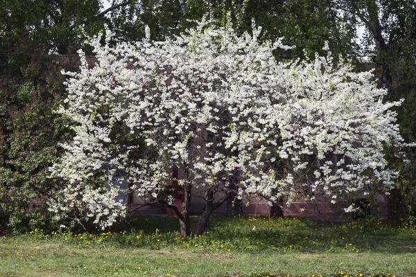 Belas Árvores Floridas Jardim Primavera — Fotografia de Stock