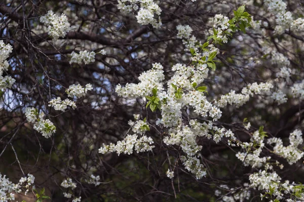 Piękne Kwitnące Drzewa Wiosennym Ogrodzie — Zdjęcie stockowe