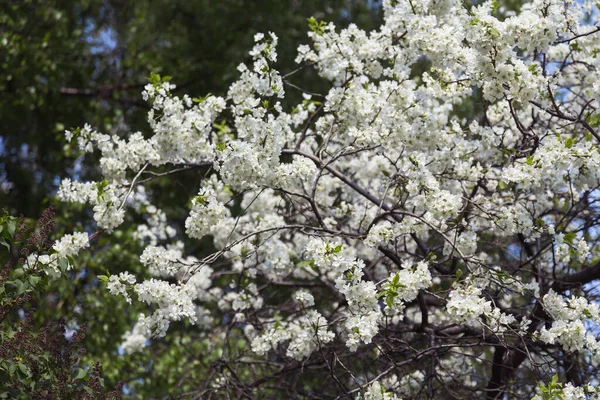 Mooie Bloeiende Bomen Voorjaarstuin — Stockfoto