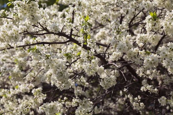 Belas Árvores Floridas Jardim Primavera — Fotografia de Stock