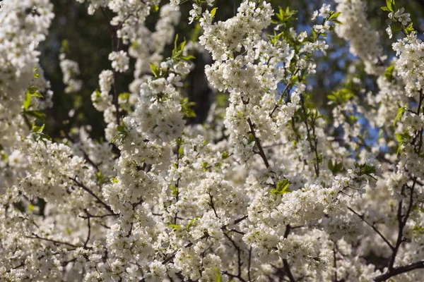 Belas Árvores Floridas Jardim Primavera — Fotografia de Stock