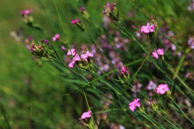 Avrupa, İsviçre, Lugano, yaz