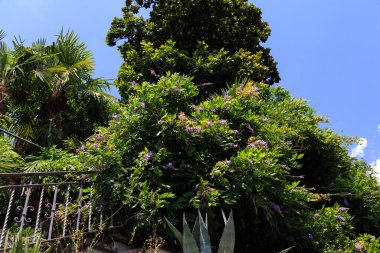 Avrupa, İsviçre, Lugano, yaz