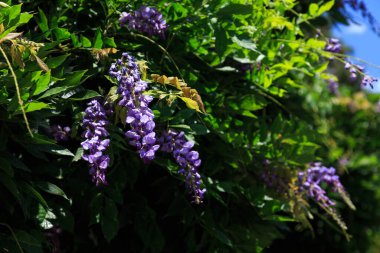 Avrupa, İsviçre, Lugano, yaz