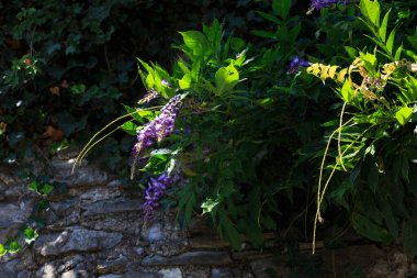 Avrupa, İsviçre, Lugano, yaz