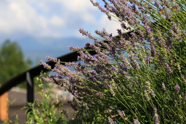 Evropa Švýcarsko Lugano Léto — Stock fotografie