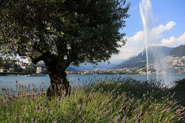 Europa Schweiz Lugano Sommar — Stockfoto