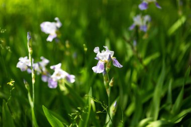 Güneşli bir günde güzel yaz çiçekleri