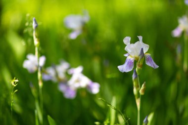 Güneşli bir günde güzel yaz çiçekleri