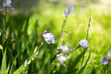 Güneşli bir günde güzel yaz çiçekleri