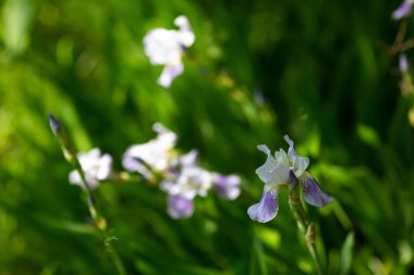 Güneşli bir günde güzel yaz çiçekleri
