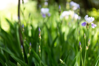 Güneşli bir günde güzel yaz çiçekleri
