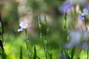Güneşli bir günde güzel yaz çiçekleri