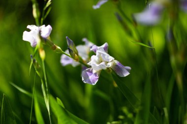 Güneşli bir günde güzel yaz çiçekleri