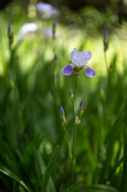 Güneşli bir günde güzel yaz çiçekleri