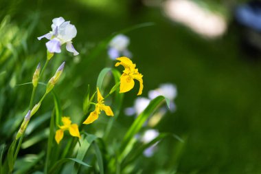 Güneşli bir günde güzel yaz çiçekleri