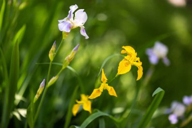 Güneşli bir günde güzel yaz çiçekleri