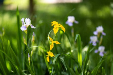 Güneşli bir günde güzel yaz çiçekleri
