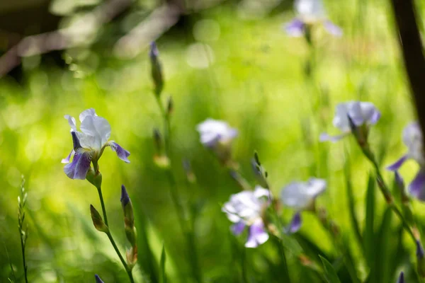 Güneşli Bir Günde Güzel Yaz Çiçekleri — Stok fotoğraf