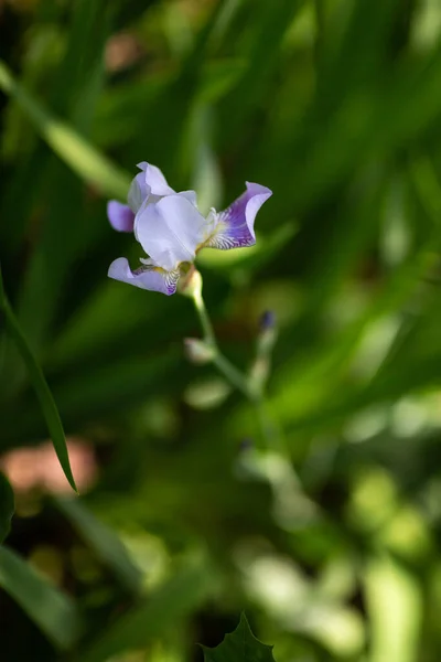 夏日艳丽的花朵 — 图库照片