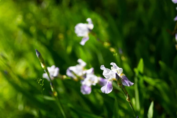 Schöne Sommerblumen Sonnigem Tag — Stockfoto