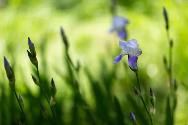 Flores Verano Días Soleados — Foto de Stock