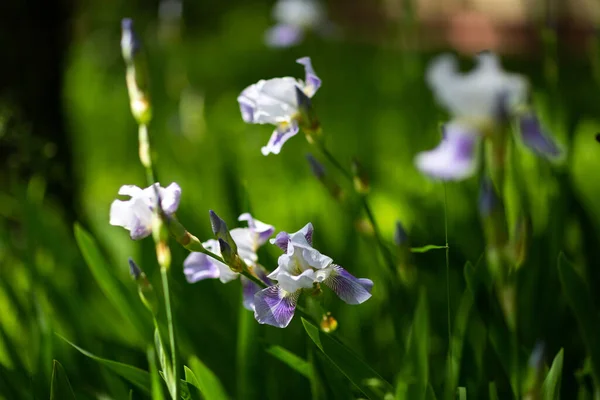 Flores Verano Días Soleados — Foto de Stock