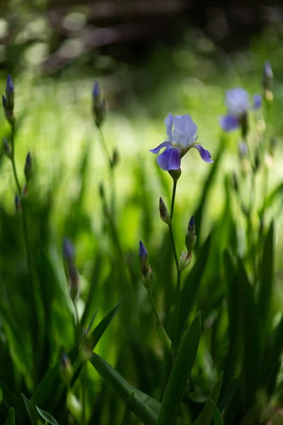 Flores Verano Días Soleados — Foto de Stock