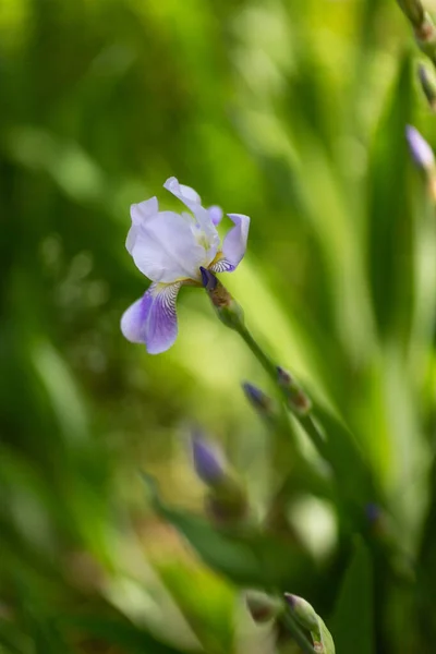 Nice Summer Flowers Sunny Day — Stock Photo, Image