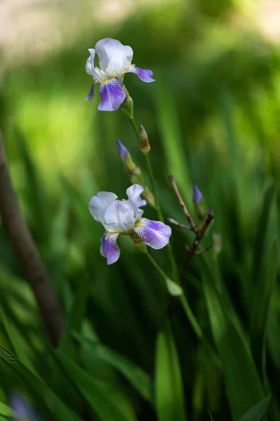 晴れた日のいい夏の花 — ストック写真