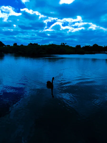 Silhouette Schwarzer Schwan See Blautöne — Stockfoto