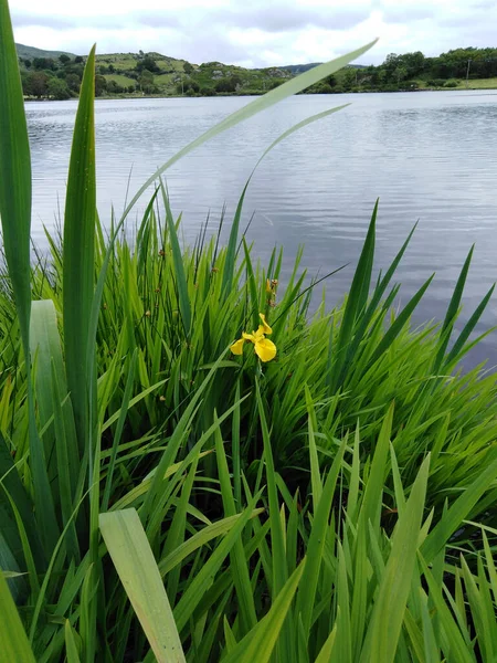 Bandeira Amarela Iris Gougane Barra Irlanda — Fotografia de Stock
