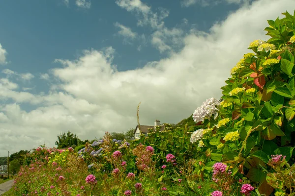 Curraghbinny Cork爱尔兰夏季风景如画 — 图库照片