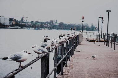 Zürih limanında martılar.