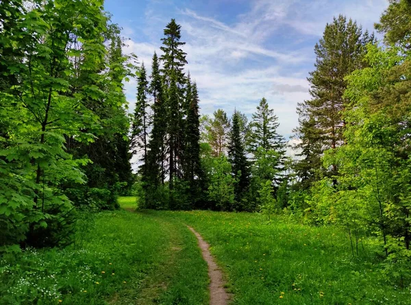 Sentier Dans Forêt Parmi Herbe Verte Les Arbres Contre Ciel — Photo