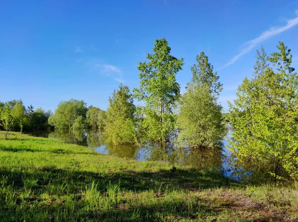 Λιβάδι Πράσινο Γρασίδι Και Δέντρα Στο Νερό Μια Πλημμυρισμένη Όχθη — Φωτογραφία Αρχείου