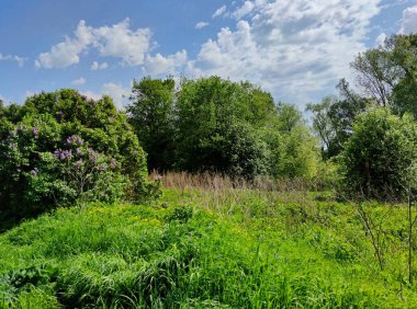 Yeşil ağaçların yanında uzun otlar ve mor leylaklar olan çayır güneşli bir günde bulutlu güzel mavi gökyüzüne karşı.