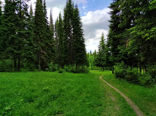 Sentier Dans Forêt Près Une Prairie Avec Herbe Verte Sur — Photo
