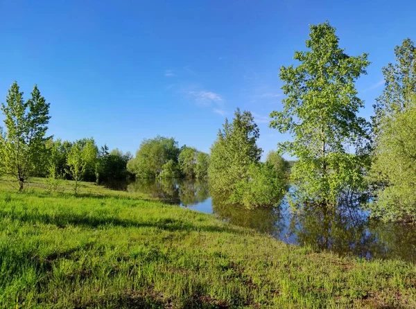 Träd Vatten Översvämmad Grön Flodstrand Mot Den Blå Himlen Solig — Stockfoto