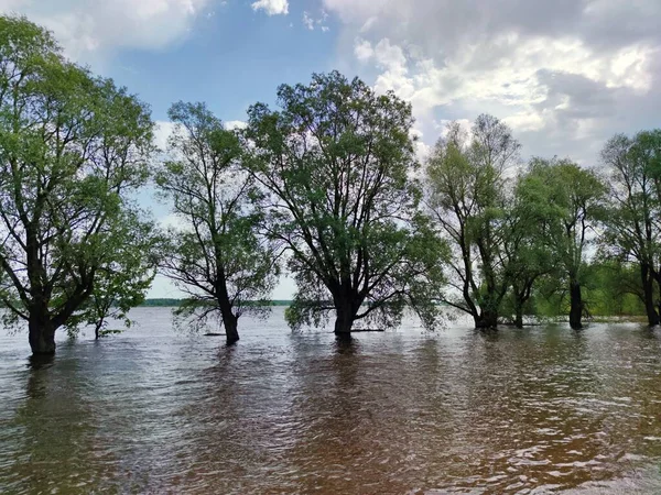 trees in the water after the spill of the river against the blue sky with clouds on a sunny day