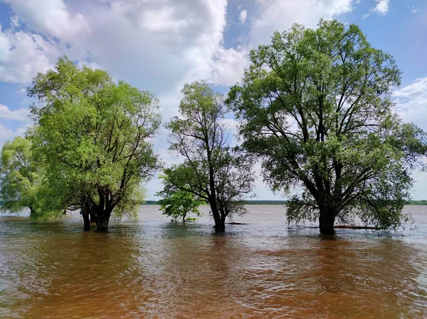 Ribera Inundada Con Árboles Agua Contra Cielo Azul Con Nubes —  Fotos de Stock