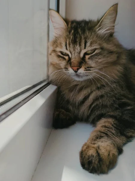 Grijze Pluizige Kat Met Vernauwde Ogen Ligt Bij Het Raam — Stockfoto
