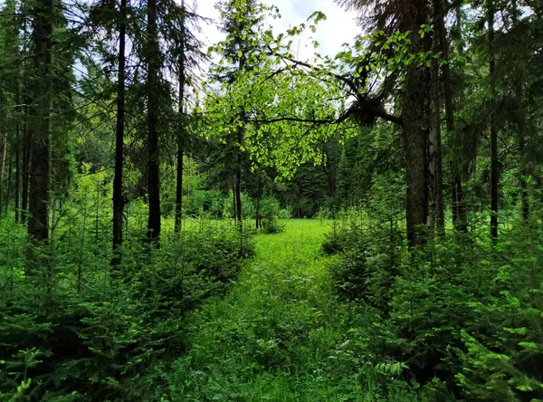 Доступ Зеленой Поляне Лесу Фоне Деревьев Солнечный День — стоковое фото