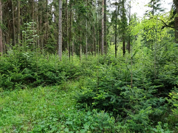 Piękny Krajobraz Lesie Wśród Sosen Zielonej Trawy Słoneczny Dzień — Zdjęcie stockowe