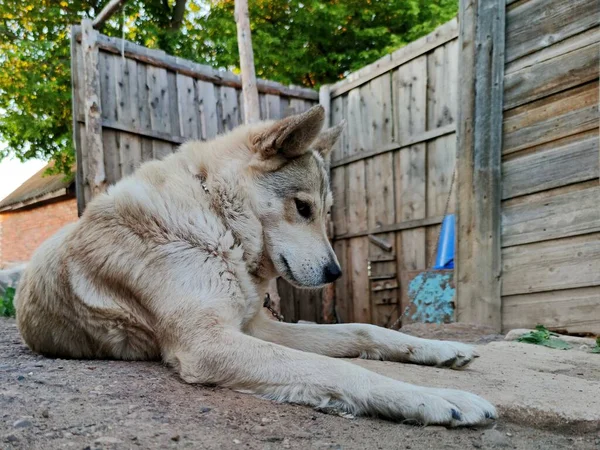 Cão Com Olhar Triste Pensativo Fica Perto Uma Velha Casa — Fotografia de Stock