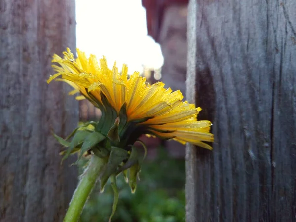 Diente León Amarillo Pequeñas Gotas Lluvia Cerca Una Cerca Gris — Foto de Stock