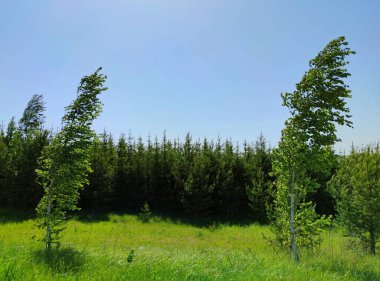 İki huş ağacı rüzgarda savrulur yeşil bir çayırda güneşli bir günde mavi gökyüzüne karşı bir sıra genç çam ağacının arka planında