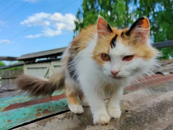 村の家の屋根に美しいふわふわの三色の猫狩り — ストック写真