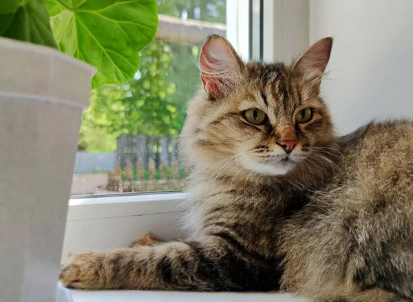 Puszysty Kot Leży Pobliżu Okna Słoneczny Dzień Uważnie Patrzy Oddali — Zdjęcie stockowe