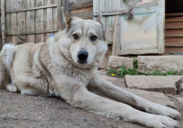 Cão Com Olhar Surpreso Fica Perto Uma Velha Casa Madeira — Fotografia de Stock